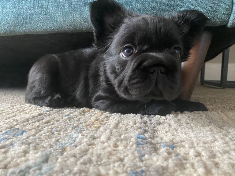 READY NOW, beautiful solid  black fluffy French bulldog girl, 
