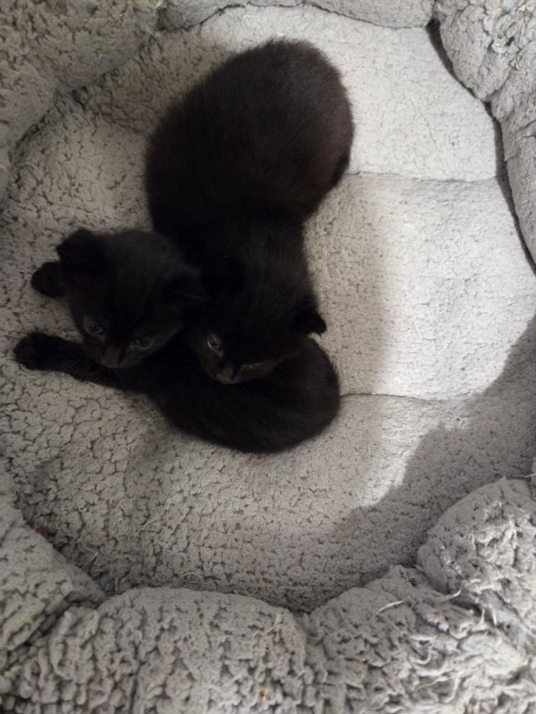 Kittens 