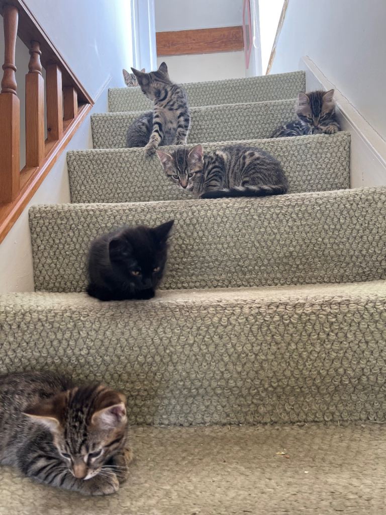 6 kittens 