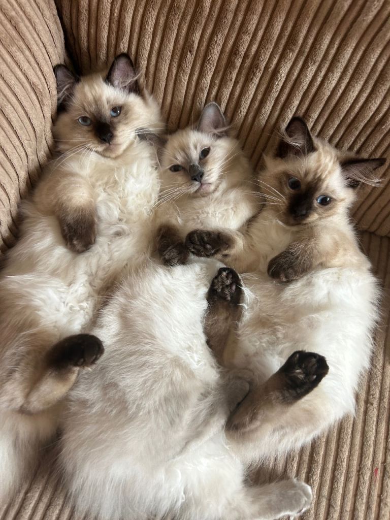 pure Ragdoll kittens🐾2 male & 1 female available🐾