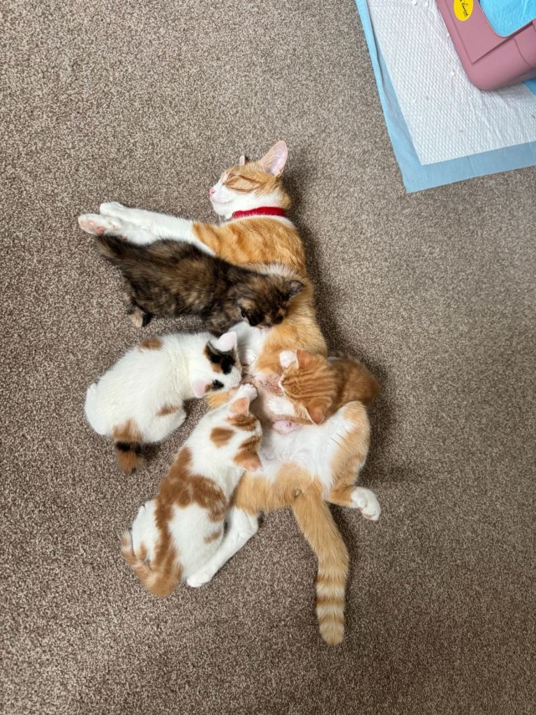 female kitten ALL REHOMED 
