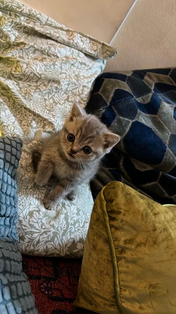 Tabby British shorthair