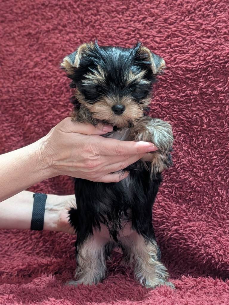 Pedigree Yorkshire Terrier puppies ( last one - small )