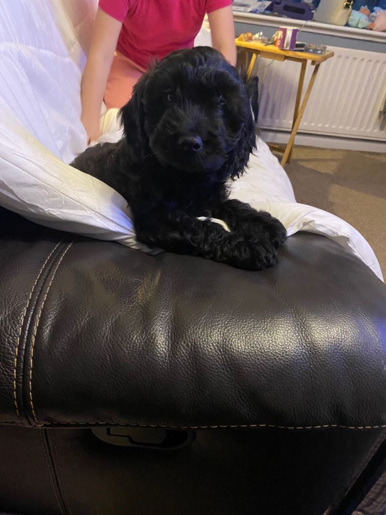 Gorgeous Cavapoo puppies