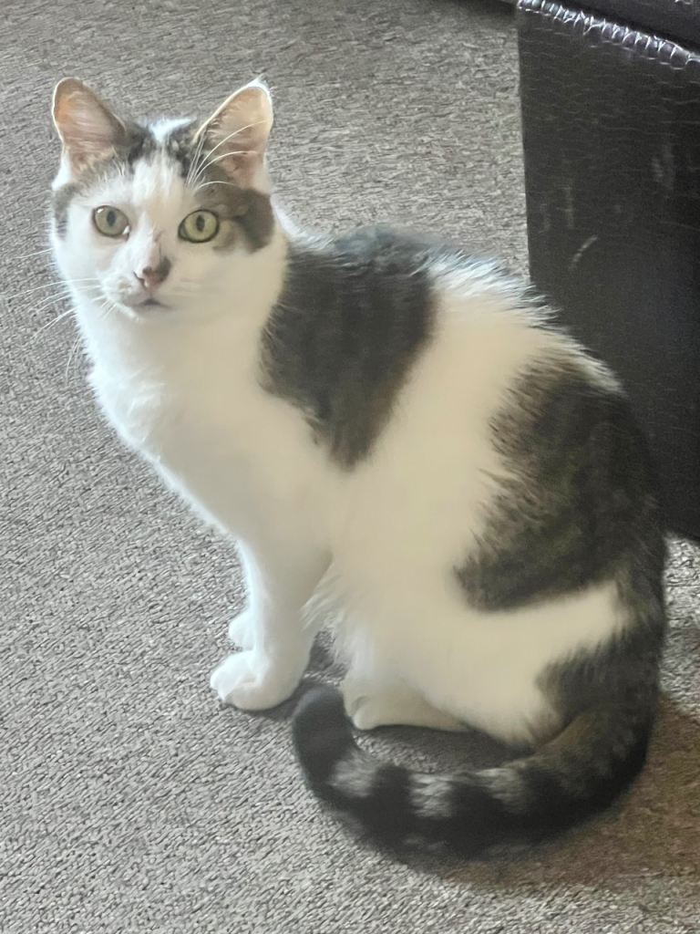 Urgently Rehoming my cat 