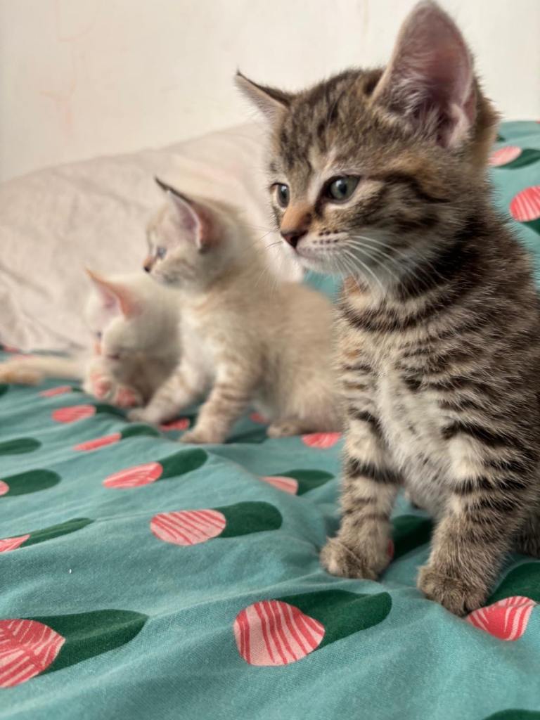 Kittens for sale