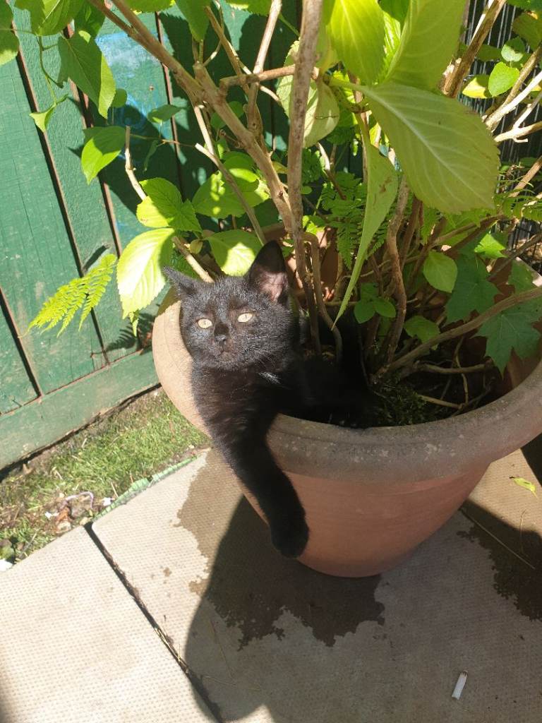 Friendly 9 week old girl kitten