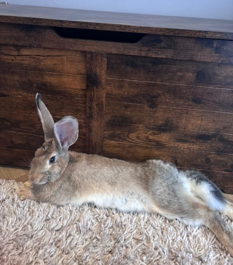Giant continental rabbit 