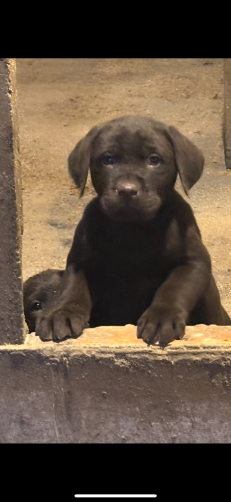 Chocolate and Black Labrador KC registered pups