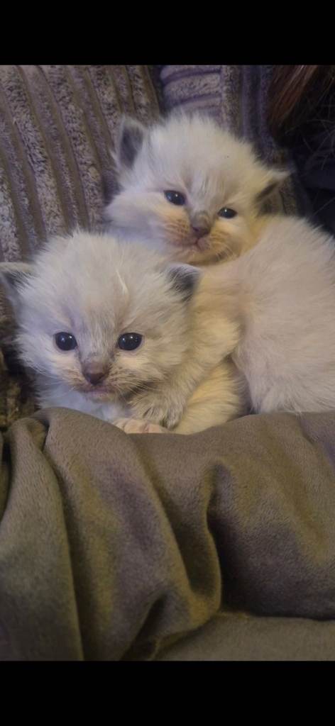 Ragdoll