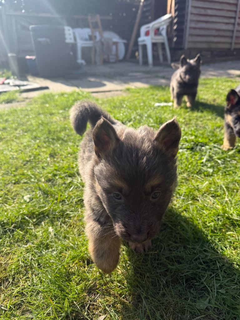 German Shepherd Puppies for Sale – Multiple Colours 