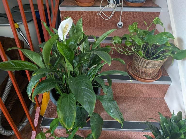 House. Plants for sale