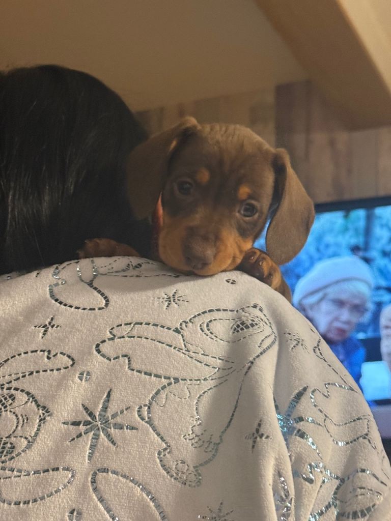 Mini dachshund puppies ** 1 girl left *