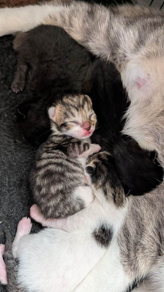 4 kittens ready to reserve