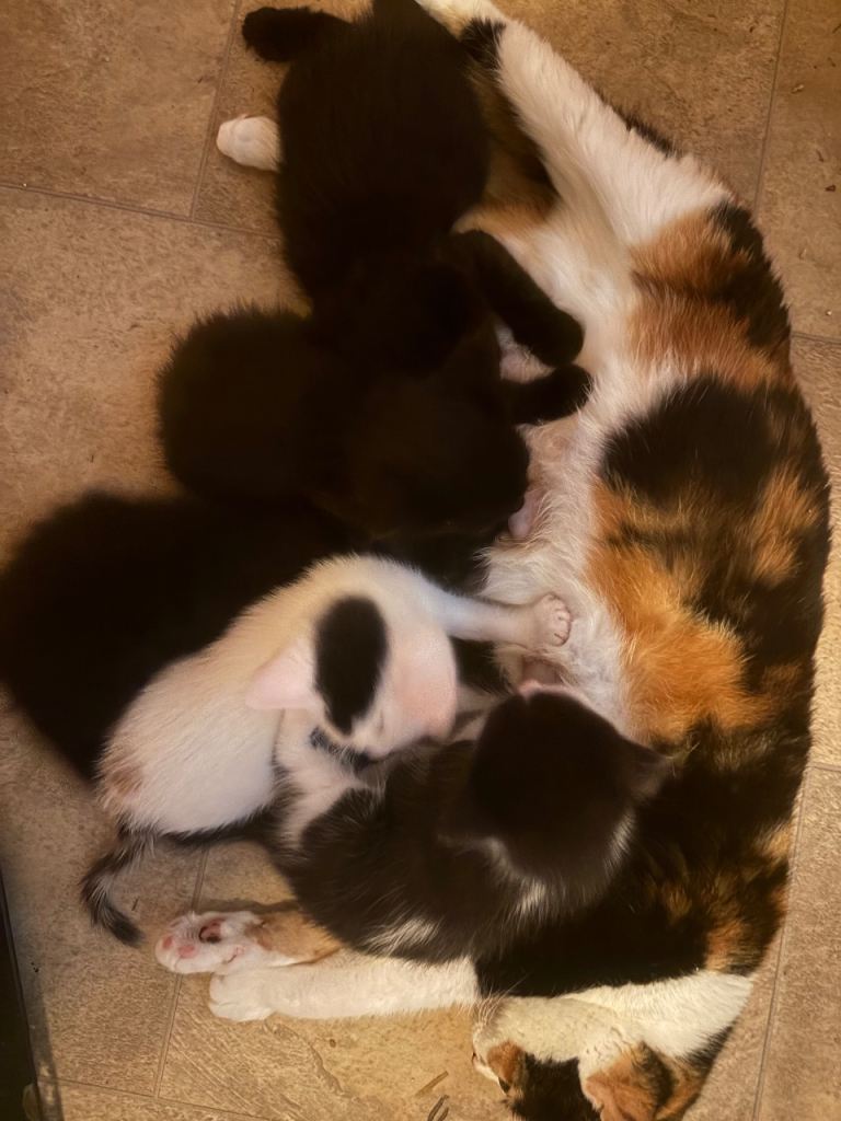 5 beautiful fluffy kittens 
