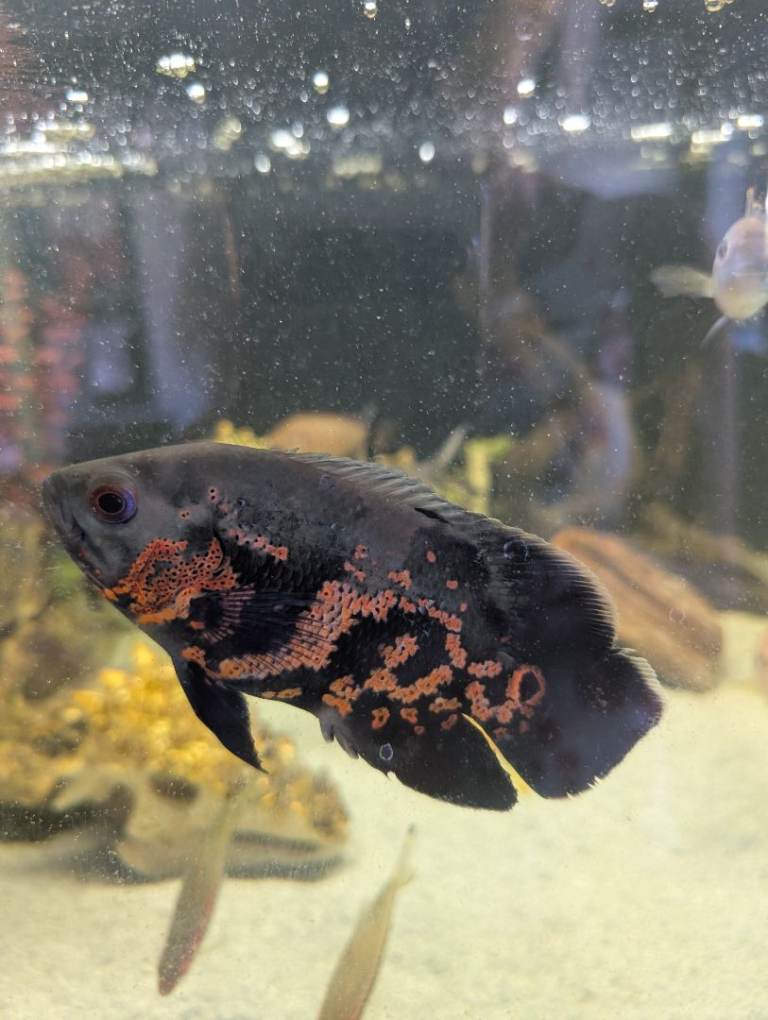 8inch Tiger oscar 