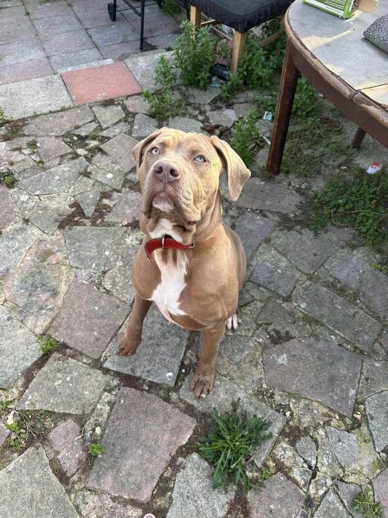 Bella American bandoggy 