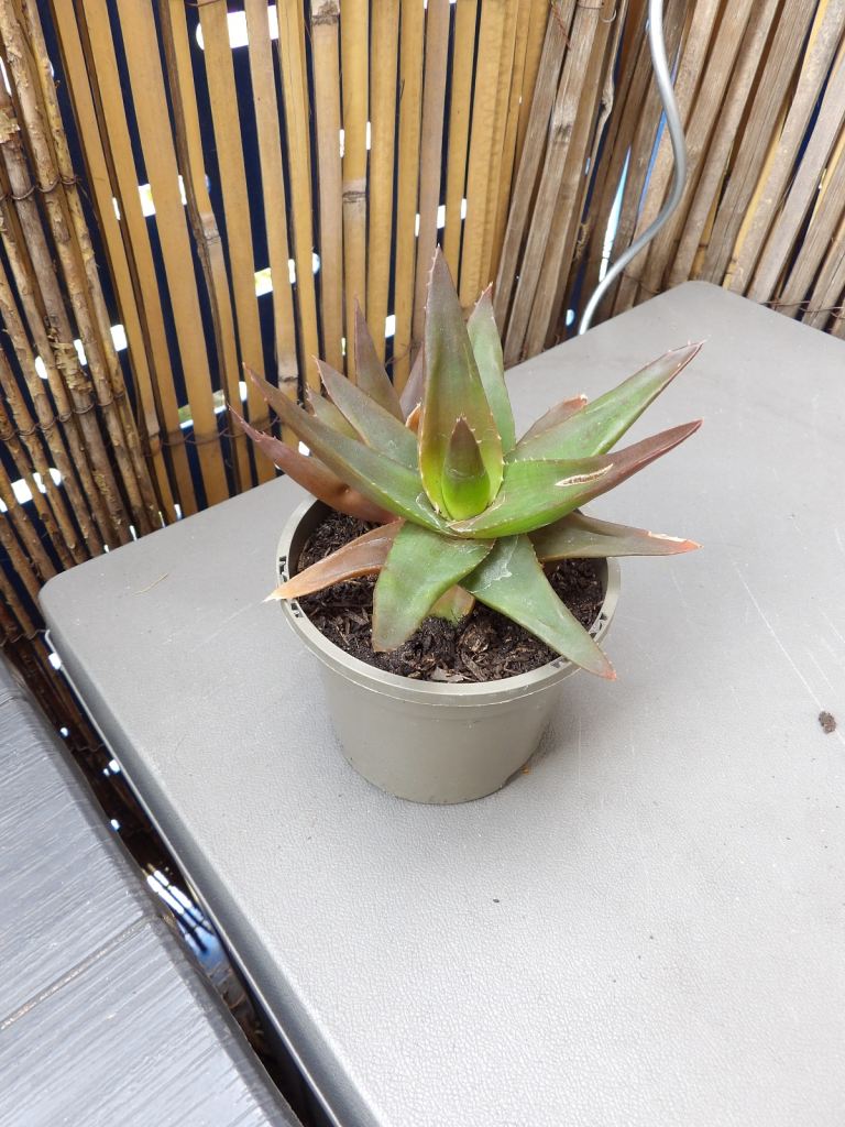 Aloe Family Succulent House Plant in a Plastic Pot only £3