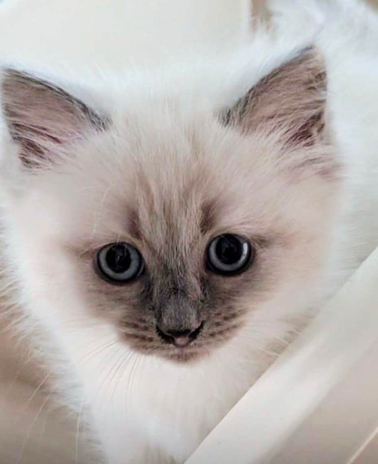     “Beautiful Ragdoll Kittens – Loving Home Raised”                