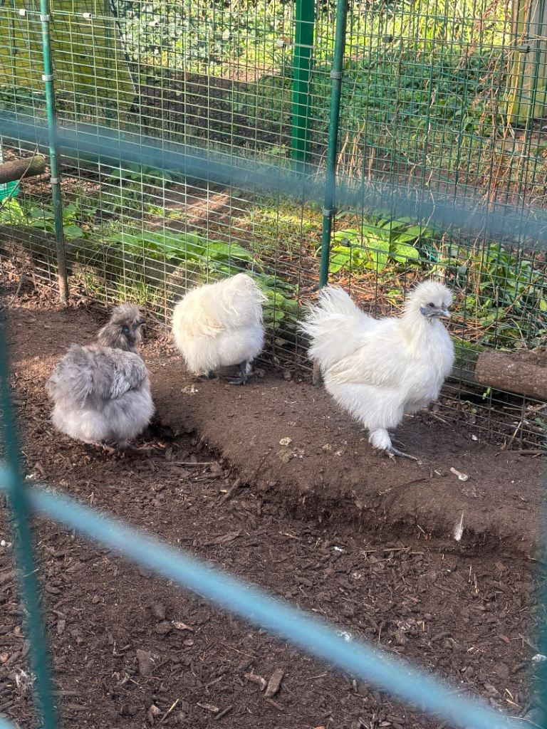 Silkies 