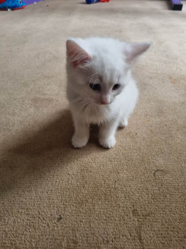 kittens 