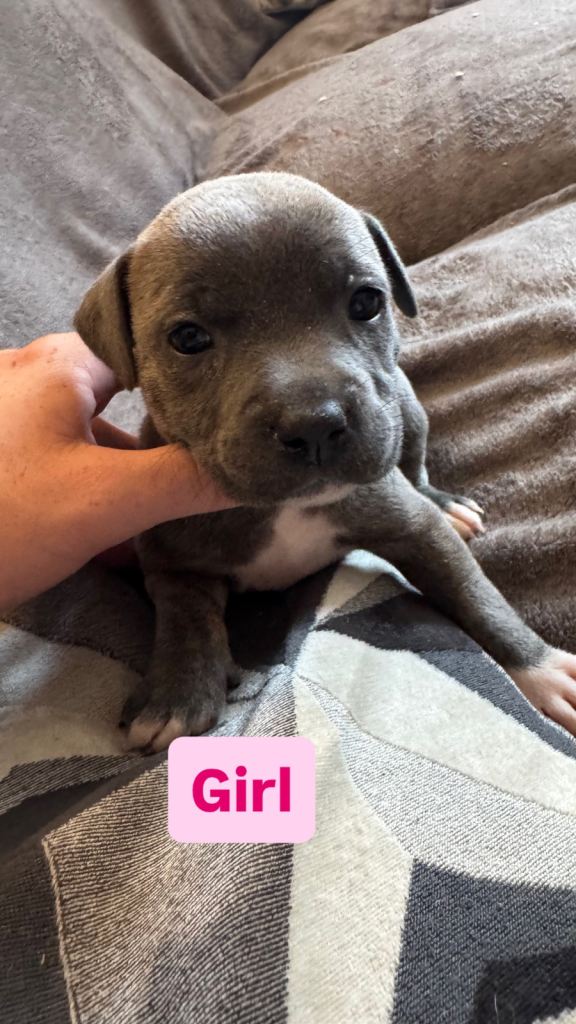 Staffy pups 