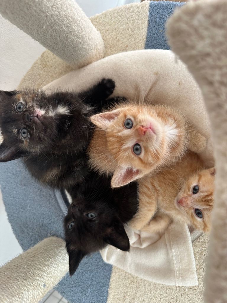 Kittens ready to go this weekend cats kitten ginger black tri colours