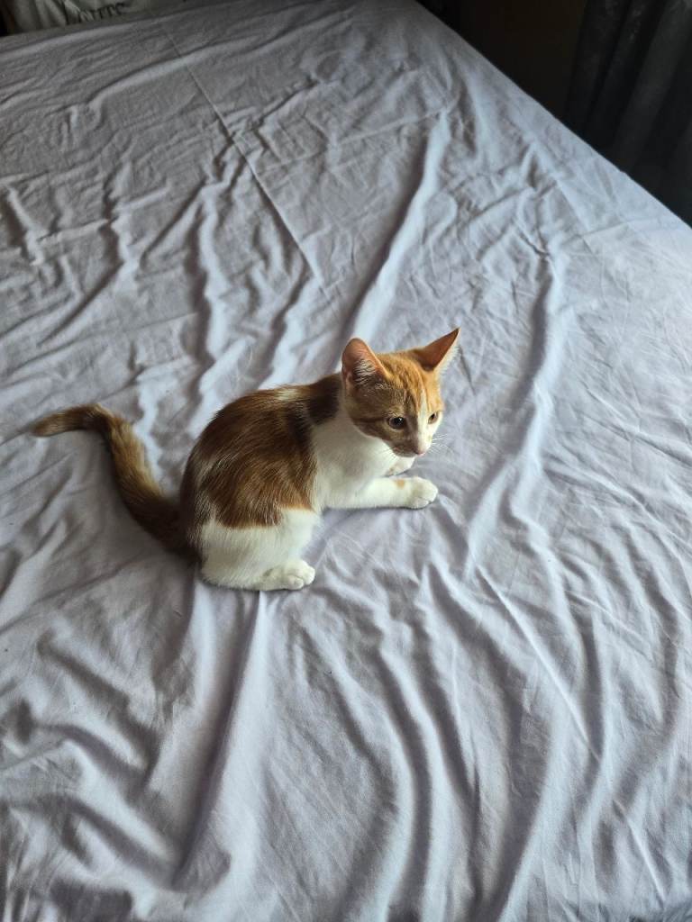 2x Female kittens for sale