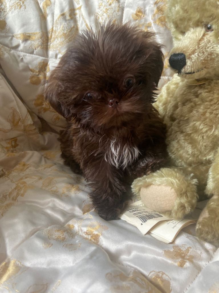Beautiful chocolate imperial shihtzu pup 