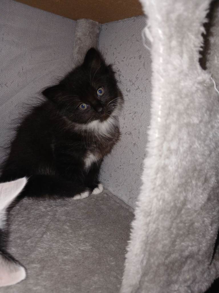 Kittens 