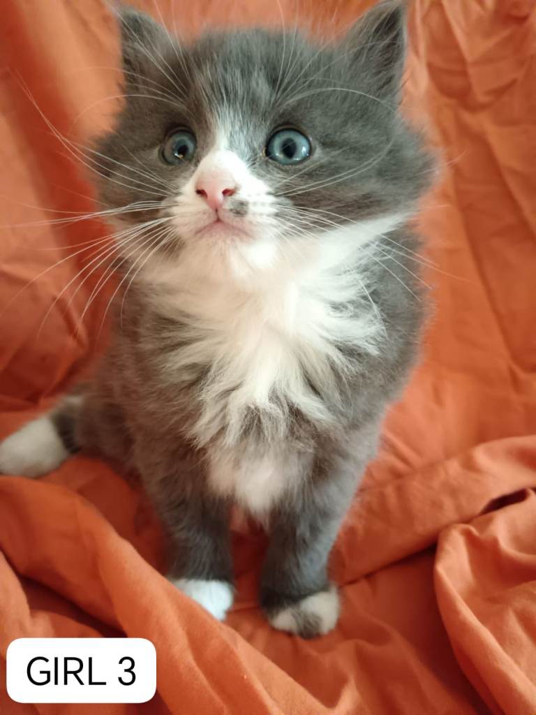 Maine Coon X Ragdoll cross kittens