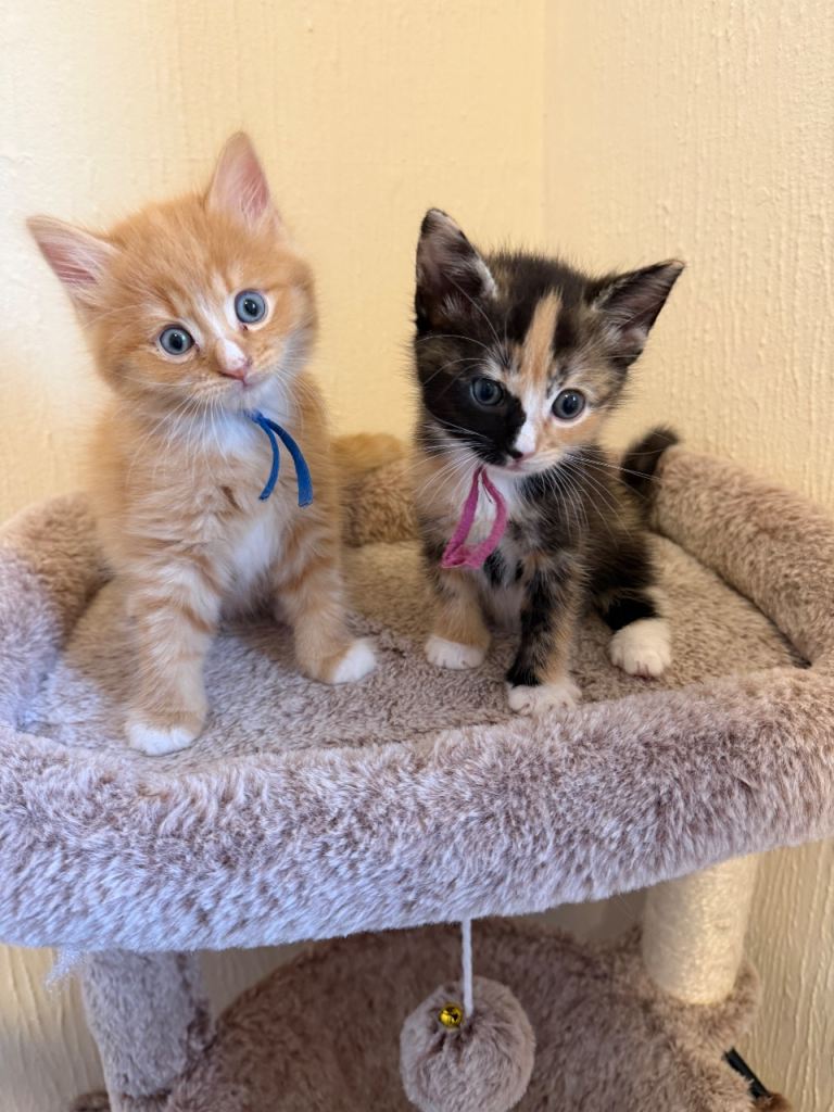 Beautiful Kittens - 2 left - Ready 1st August