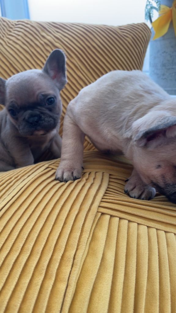 Ready now for there 4ever homes 