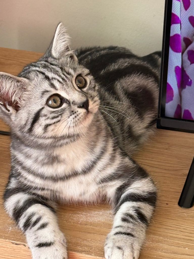 Top Quality British Shorthair Silver Tabby Frmales x2