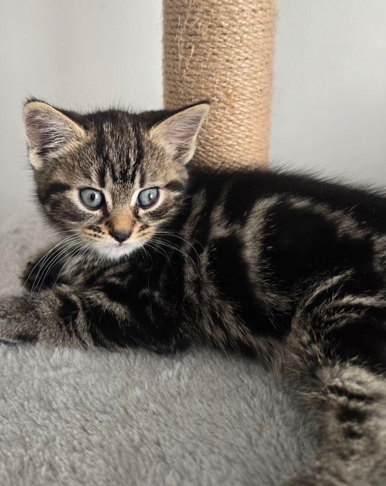 Kittens
