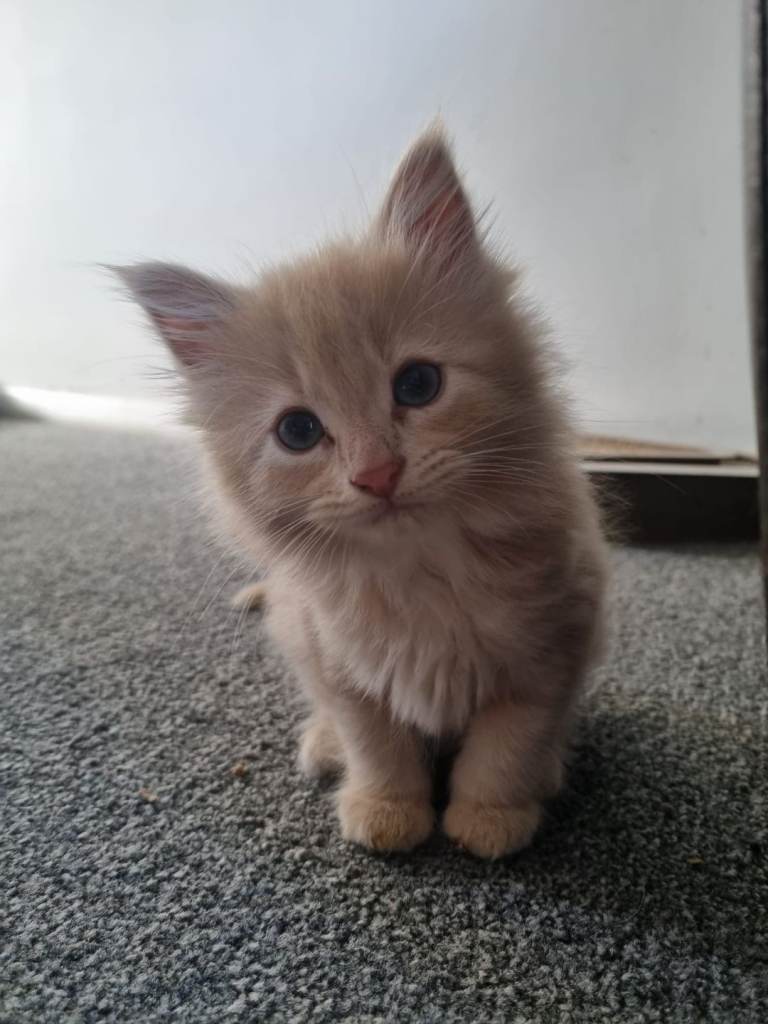 Kittens