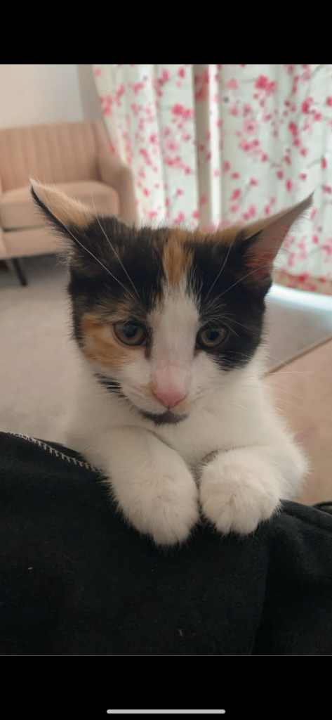 White, black and ginger female cat