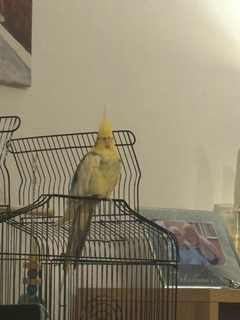 Cockatiel For Sale