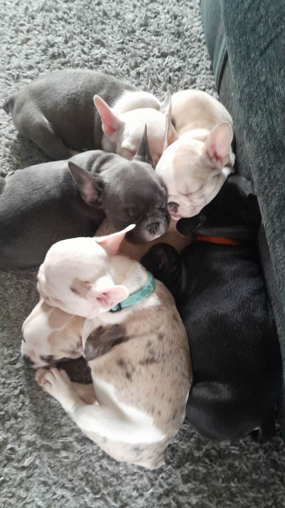 French bulldog puppies 
