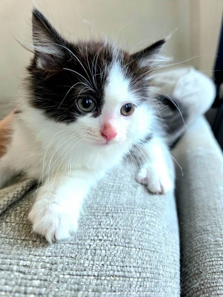 Fluffy Ragdoll Cross Female kitten Ready Now