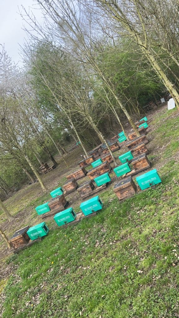 Overwintered Bee Nucs 2026