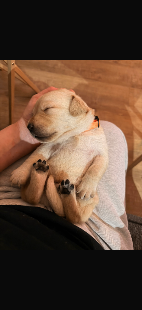 Labrador retriever puppies 