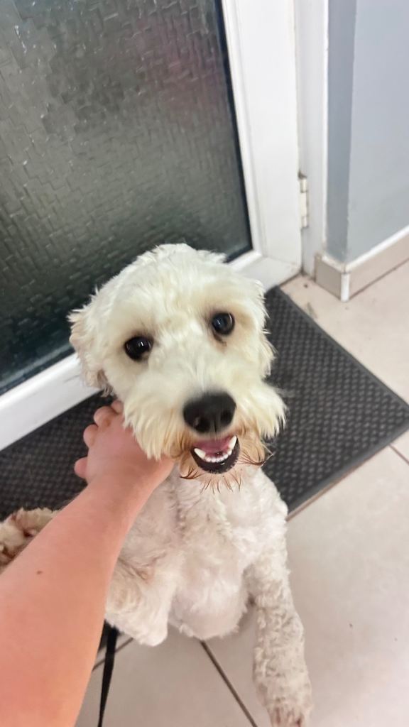 1 year old Cavachon for sale