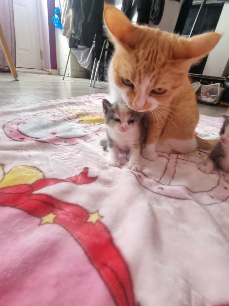 2 female kittens for sale