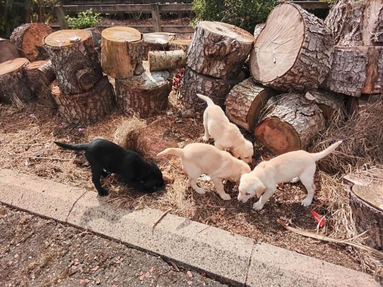 Labrador pups