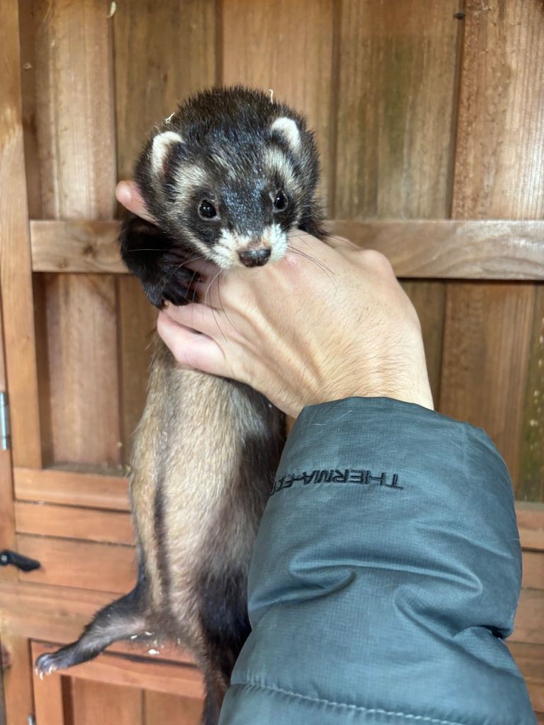 Ferrets for sale 