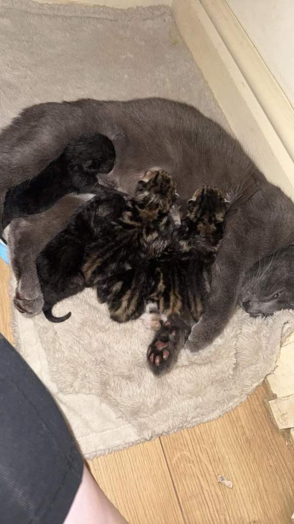 British shorthair cross kittens x2