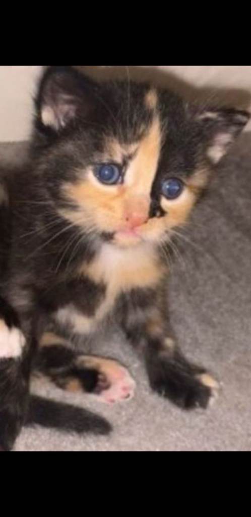 2 stunning kittens READY TO GO