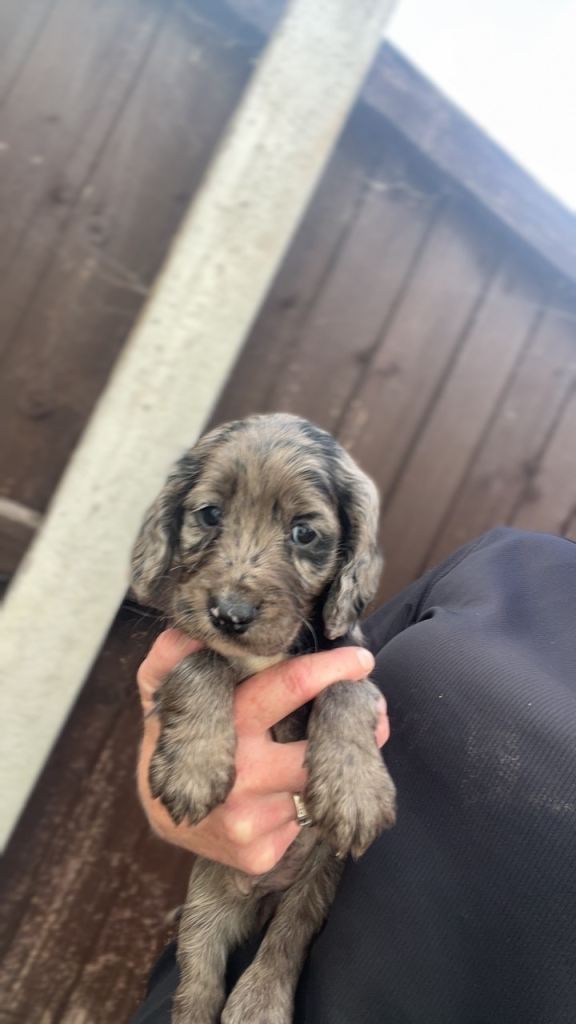 Cocker spaniel puppies | in Worksop, Nottinghamshire | Gumtree