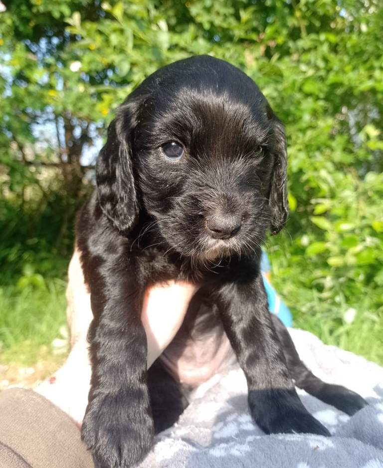 Delightful Cockapoo puppies for sale